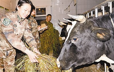 解放军<em>女兵</em>定岗<em>分配</em>养奶牛 连续3年评优秀士兵